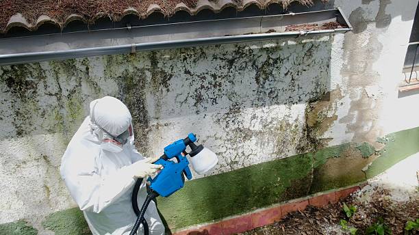 Top rated local Crawl Space Mold Remediation specialists in Gig Harbor, WA